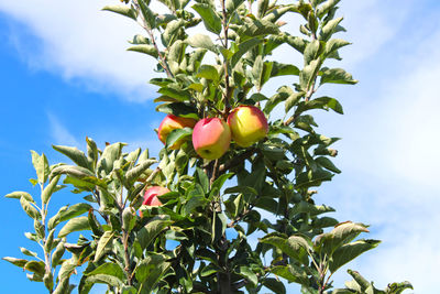 Low angle view of fruits growing on tree against sky