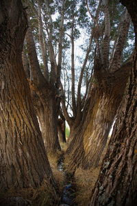 Low angle view of trees in forest