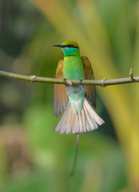 Close-up of bird flying