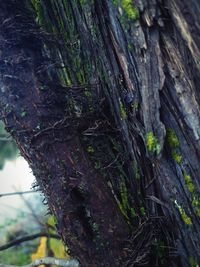 Close-up of tree trunk in forest