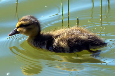 Close-up of duck swimming in lake