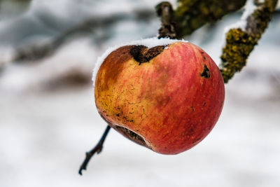 Close-up of apple on tree