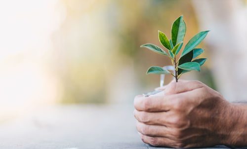 Close-up of hand holding plant