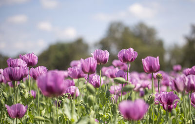 Close-up of pink flowers on field