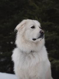 Close-up of dog sitting outdoors