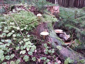 High angle view of mushrooms