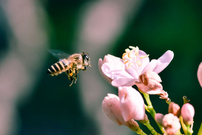 Close-up of bee pollinating on flower