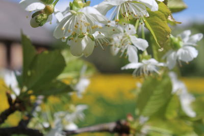 Close-up of white flowering plant
