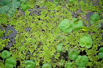 High angle view of leaves floating on pond