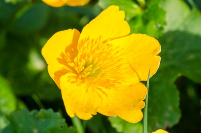 Close-up of yellow flowering plant