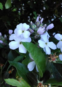 Close-up of flowers blooming outdoors