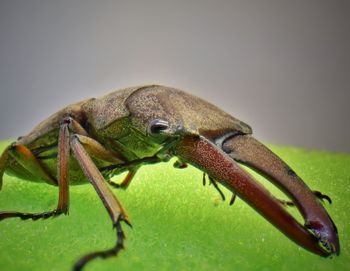 Close-up of frog on plant over green background