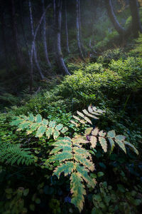 Leaves and trees in forest