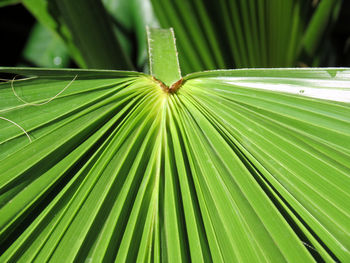 Close-up of palm tree leaves