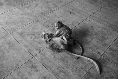 High angle view of a dog on floor