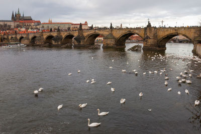 Flock of birds on bridge over river against sky