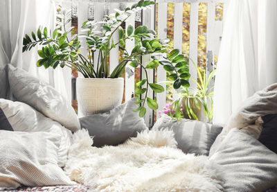 Pillows by window at home