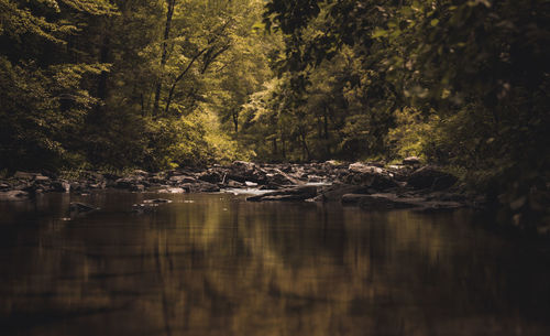 Scenic view of lake in forest