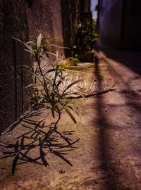 Close-up of tree at night