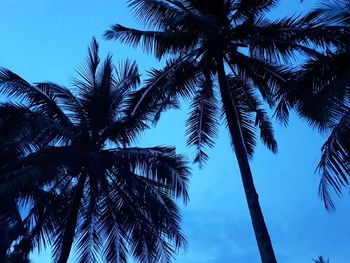 Low angle view of palm trees against blue sky