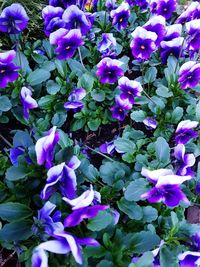 High angle view of purple flowering plants