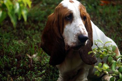 Close-up portrait of dog