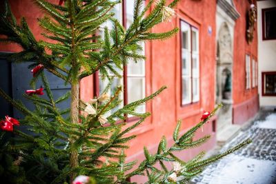 Close-up of tree by building