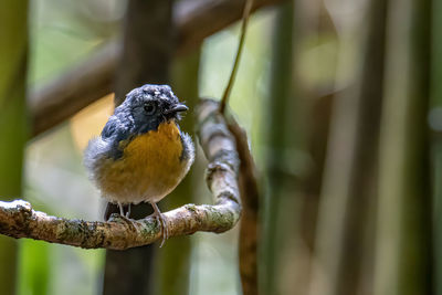 Close-up of bird perching on branch