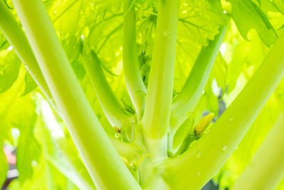 Close-up of water drops on plant