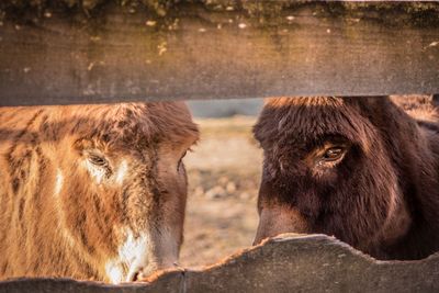 Close-up of two donkeys at farm