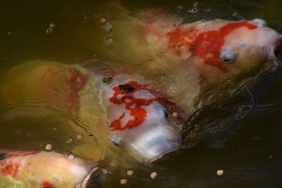 Close-up of jellyfish swimming in water