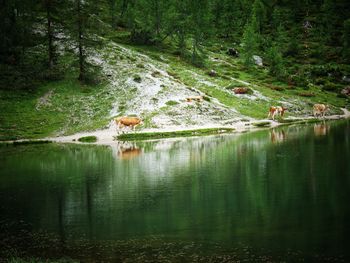 View of ducks in a forest