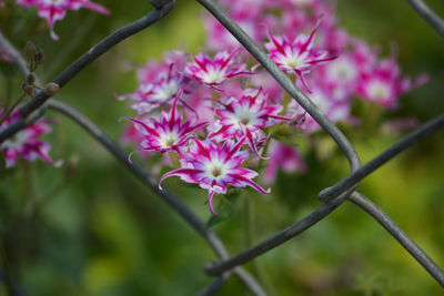 Close-up of pink flowers blooming outdoors