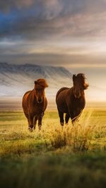 Horses in a field