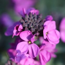 Close-up of pink flowering plant