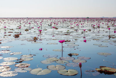 Scenic view of lake against clear sky