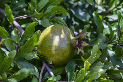 A beautiful photo of fruiting pomegranate tree at the local nature reserve