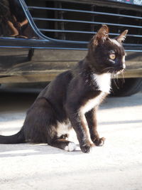 Cat sitting in a horse looking away