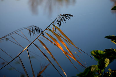 Low angle view of stalks against the sky