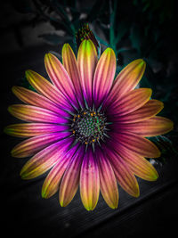 Close-up of purple flower