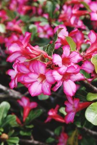 Close-up of pink flowers blooming outdoors