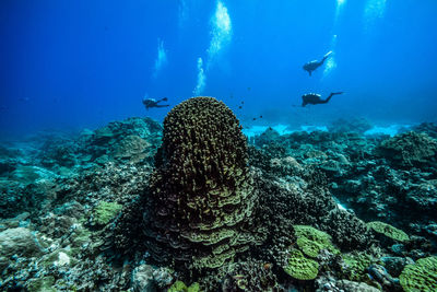 Fish swimming in sea