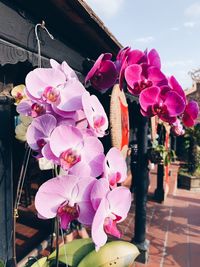 Close-up of pink orchid flowers