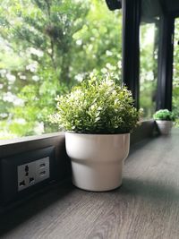 Close-up of potted plant on window sill