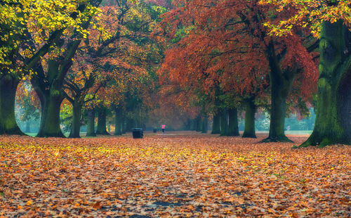 Scenic view of trees during autumn