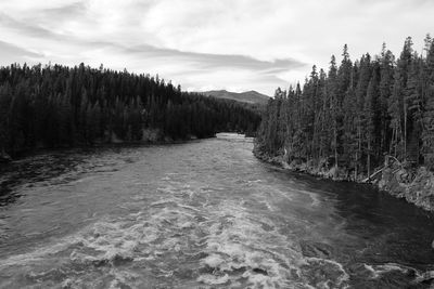 Scenic view of river amidst trees in forest against sky