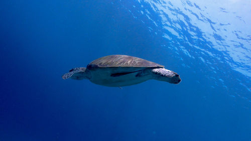 Swimming green sea turtle at pagkilatan