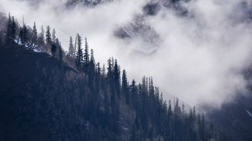 Panoramic view of pine trees against sky during winter