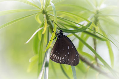 Close-up of butterfly on plant