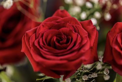 Close-up of rose bouquet